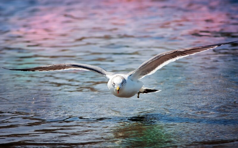 Seagull Flying over Water — Blue, Dynamic, Sunset