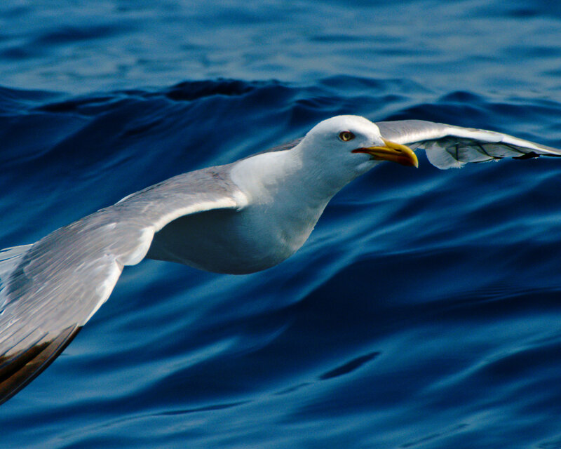 Seagull Flying over Water — Blue, Dynamic