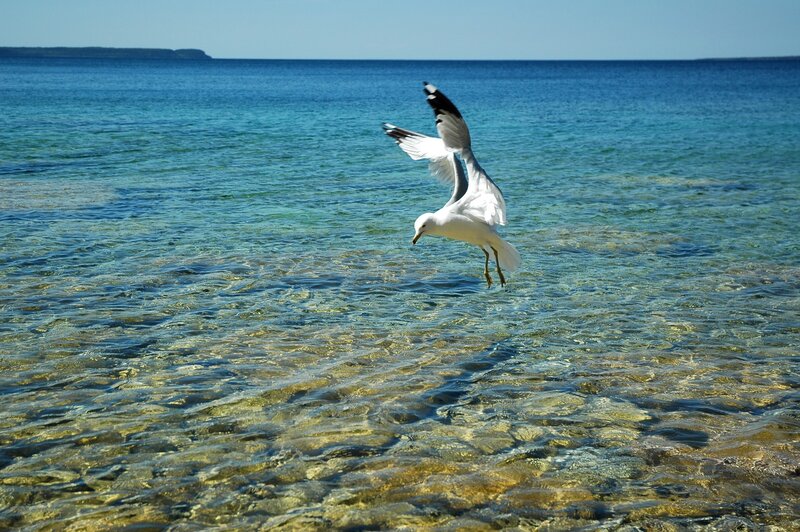 Seagull Flying over Water — Blue, Serene, Afternoon, Photograph, Ocean