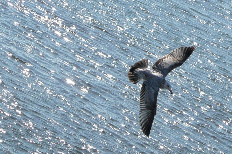 Seagull Flying over Water — Blue, Serene, Afternoon