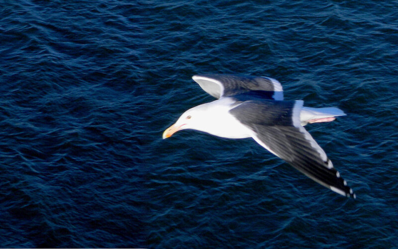 Seagull Flying over Water — Blue, Serene, Photograph
