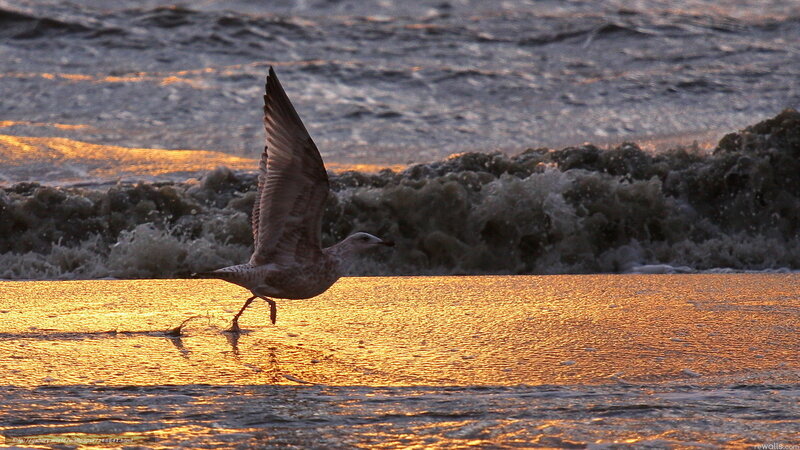 Seagull Flying over Water — Gold, Dramatic, Sunset, Photograph