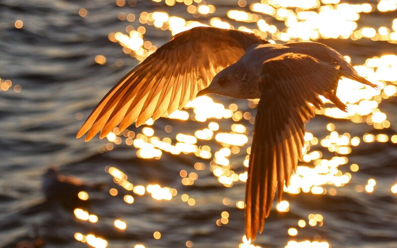 Seagull Flying over Water — Gold, Dramatic, Sunset