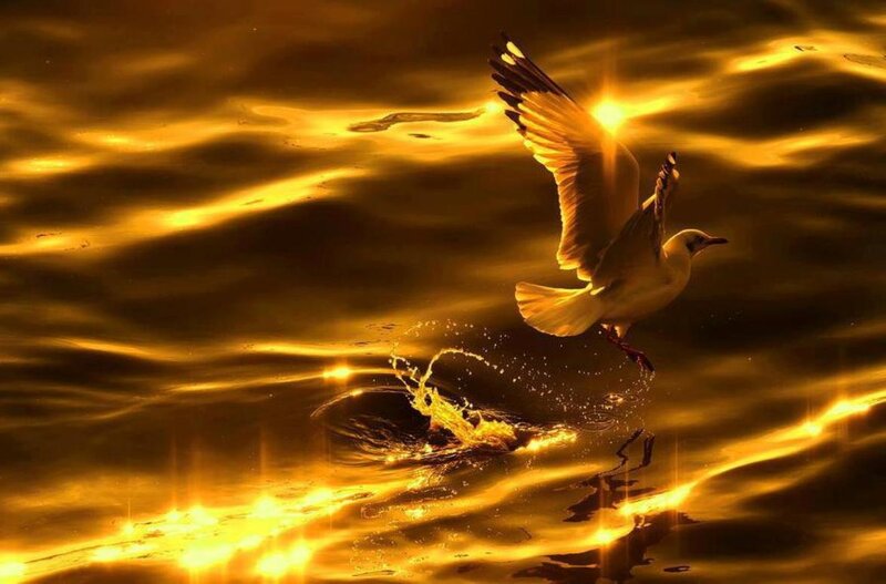 Seagull Flying over Water — Gold, Dramatic