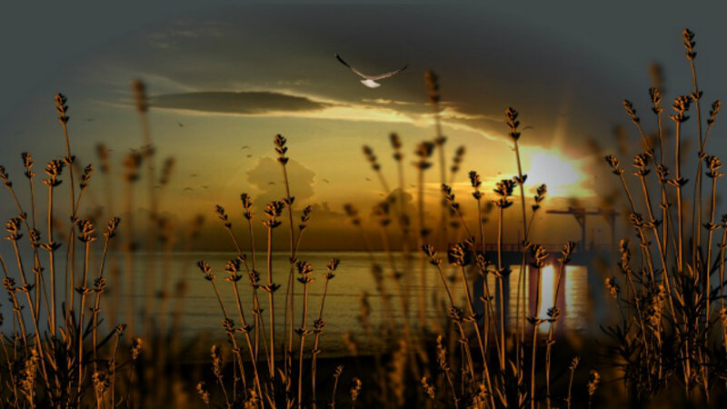 Seagull Flying over Water — Gold, Serene