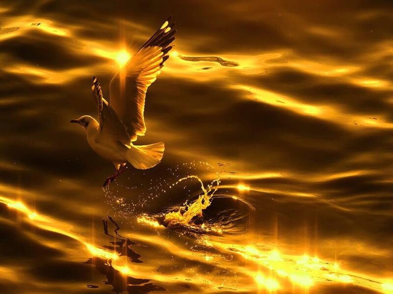 Seagull Flying over Water — Gold