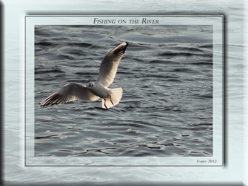 Seagull Flying over Water — Gray, Calm