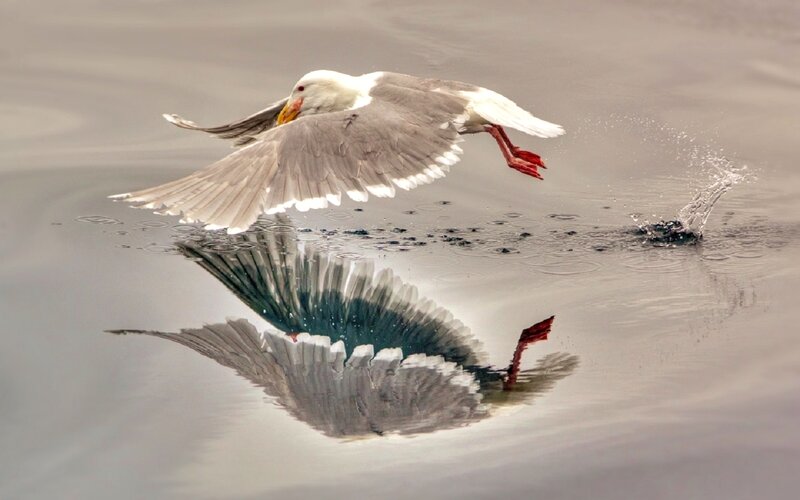 Seagull Flying over Water — Gray, Dynamic