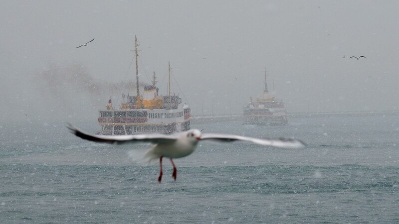 Seagull Flying over Water — Gray, Overcast