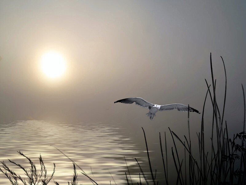 Seagull Flying over Water — Gray, Serene