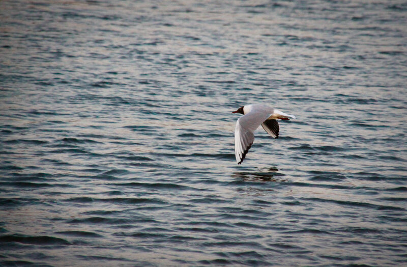 Seagull Flying over Water — Gray
