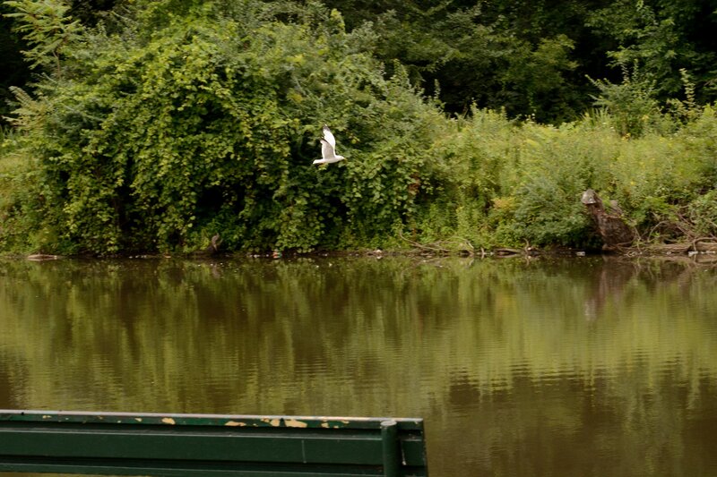 Seagull Flying over Water — Green