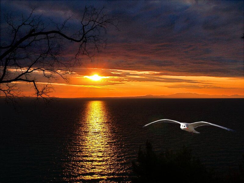 Seagull Flying over Water — Orange, Dramatic