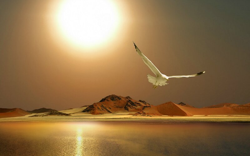 Seagull Flying over Water — Orange, Serene, Sunset, Photograph