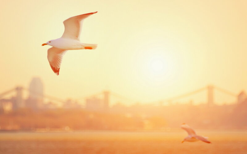 Seagull Flying over Water — Orange, Serene, Sunset