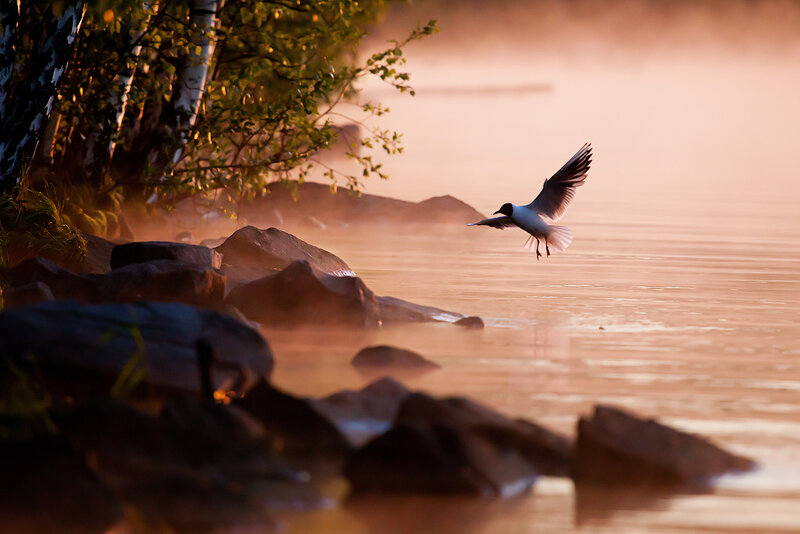 Seagull Flying over Water — Orange, Serene