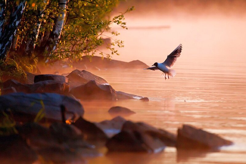 Seagull Flying over Water — Orange