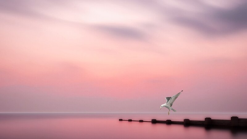 Seagull Flying over Water — Pink