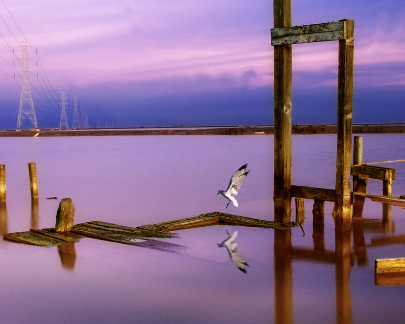 Seagull Flying over Water — Purple