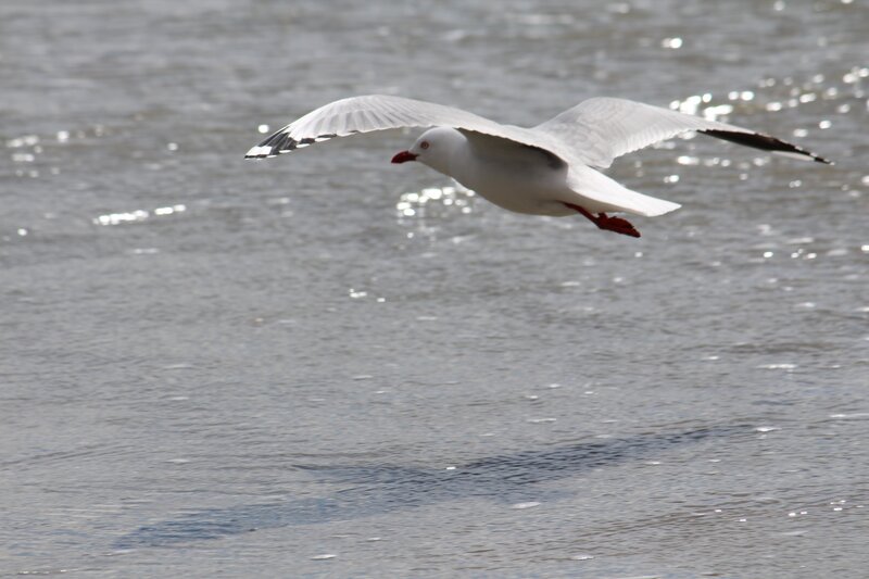 Seagull Flying over Water — White, Calm, Afternoon