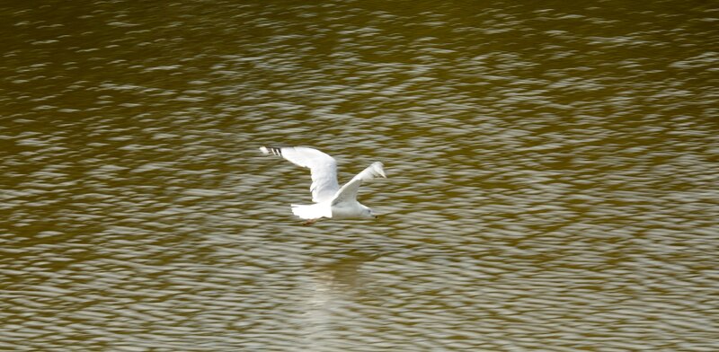 Seagull Flying over Water — White, Calm