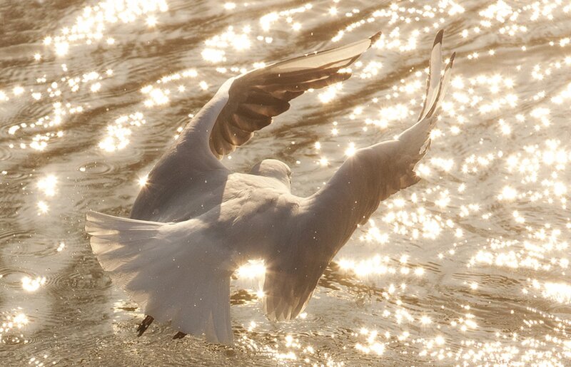 Seagull Flying over Water — White