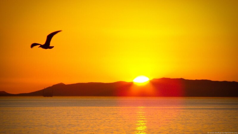 Seagull Flying over Water — Yellow