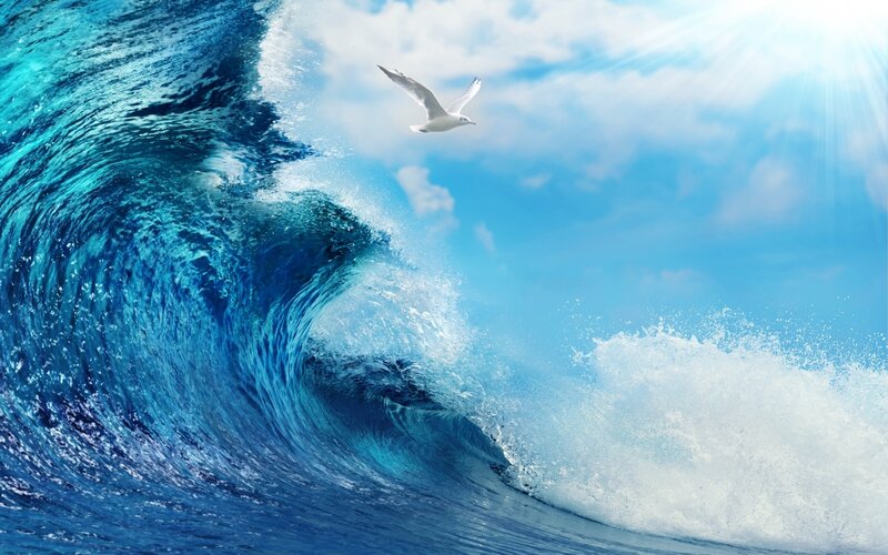 Seagull Flying over Wave — Blue