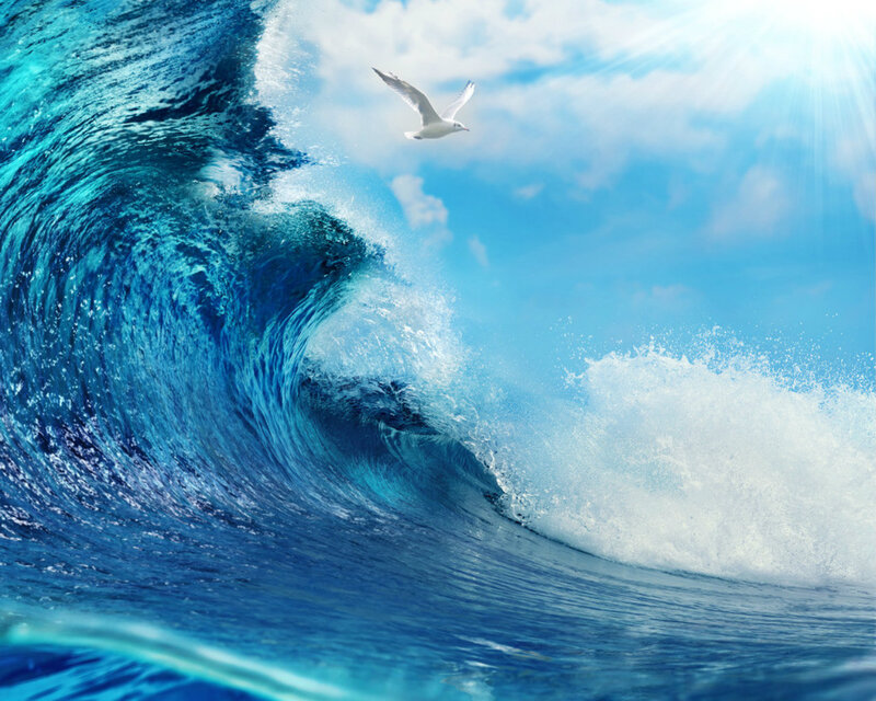 Seagull Flying over Wave