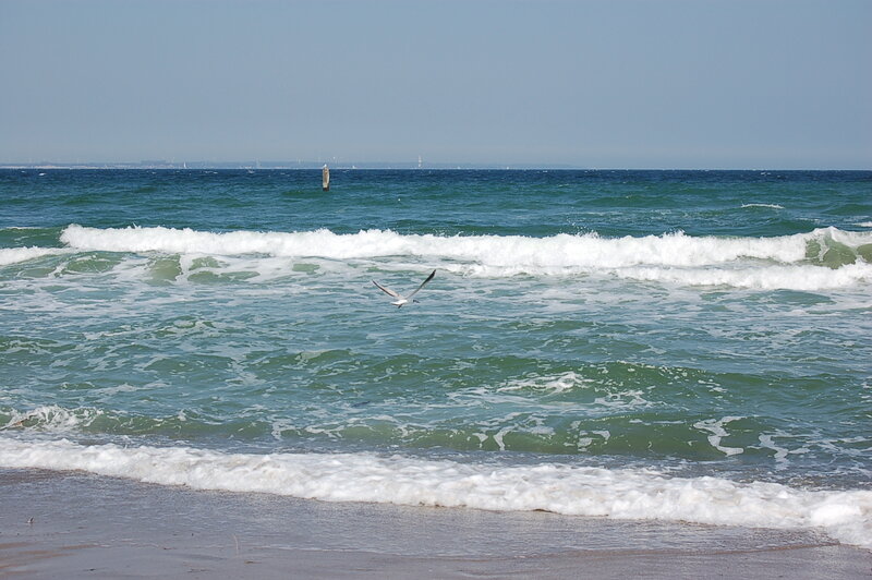 Seagull Flying over Waves — Blue, Calm
