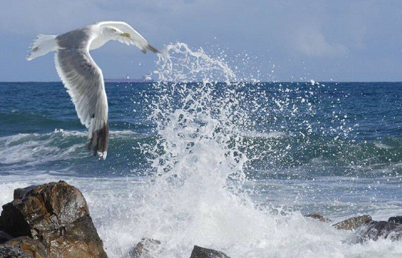 Seagull Flying over Waves — Blue, Dynamic, Afternoon