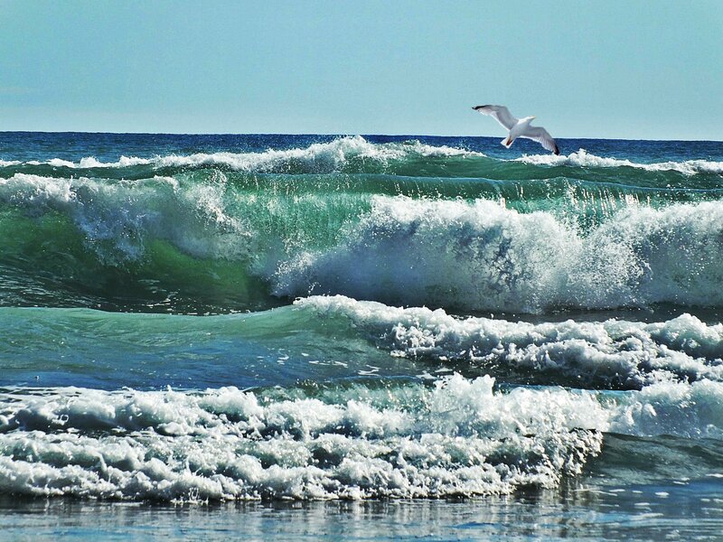 Seagull Flying over Waves — Blue, Dynamic
