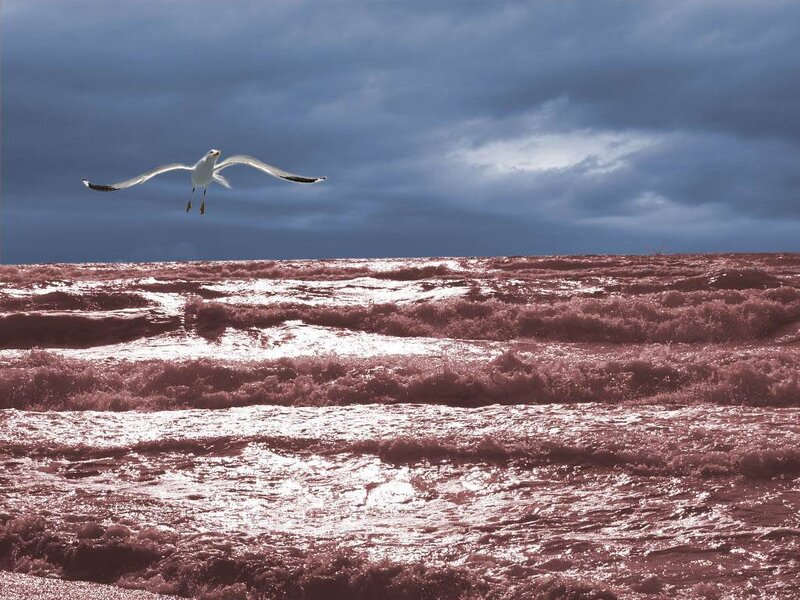 Seagull Flying over Waves — Blue