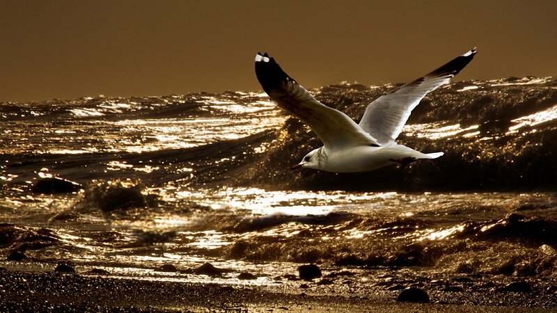Seagull Flying over Waves — Brown, Dramatic