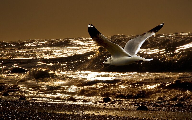 Seagull Flying over Waves — Brown