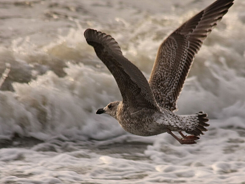 Seagull Flying over Waves — Gray, Dynamic