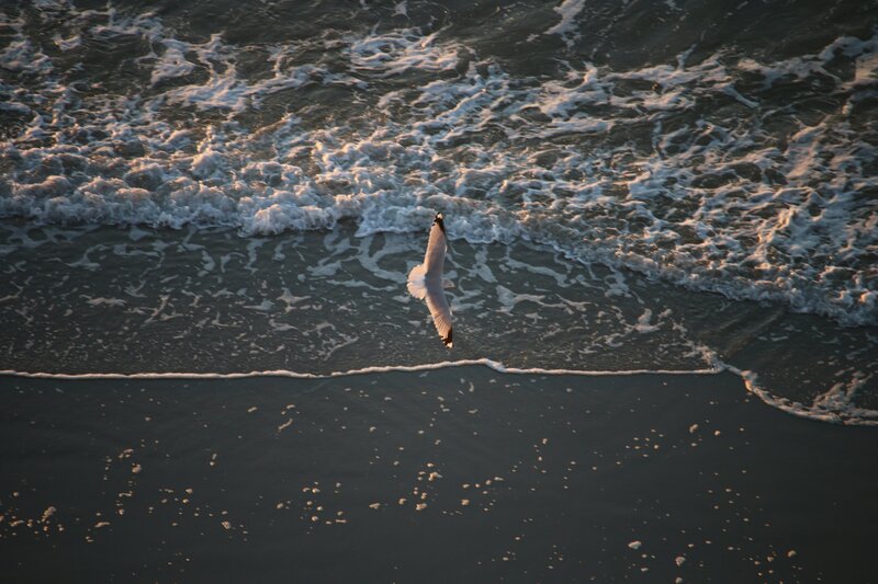 Seagull Flying over Waves — Gray