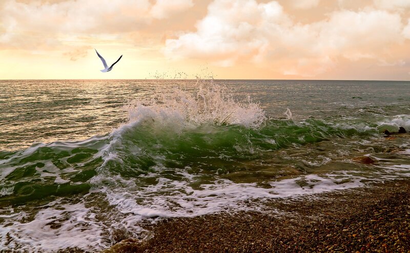 Seagull Flying over Waves — Green, Dramatic, Sunset