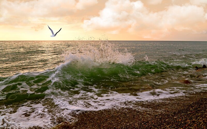 Seagull Flying over Waves — Green, Dramatic