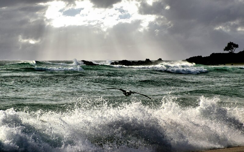 Seagull Flying over Waves