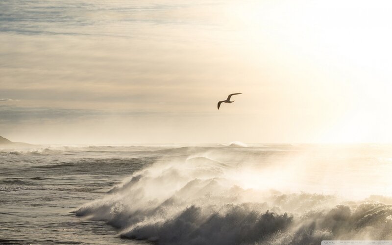 Seagull Flying over Waves — White, Dramatic