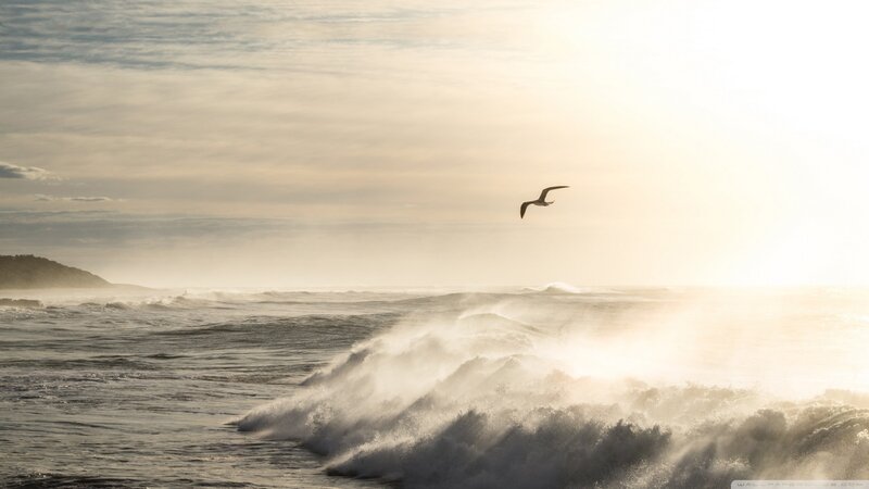 Seagull Flying over Waves — White