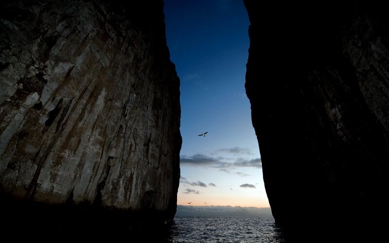 Seagull flying through a sea cave