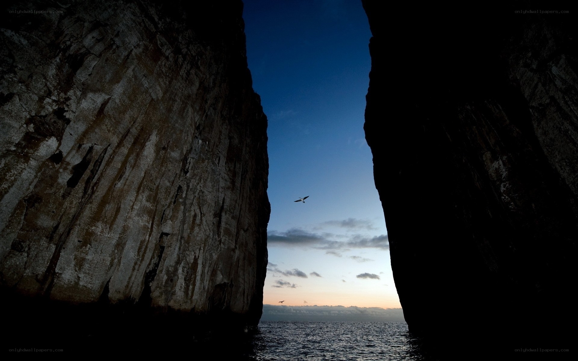 Seagull flying through a sea cave