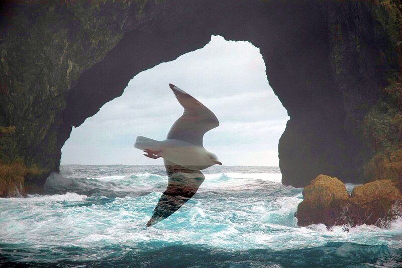 Seagull Flying Through Arch