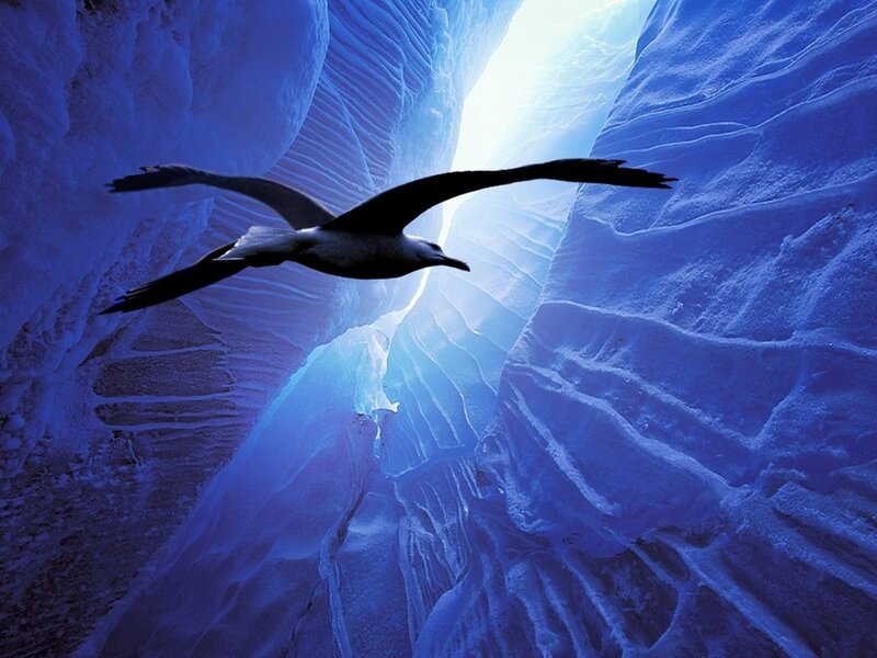 Seagull Flying Through Ice
