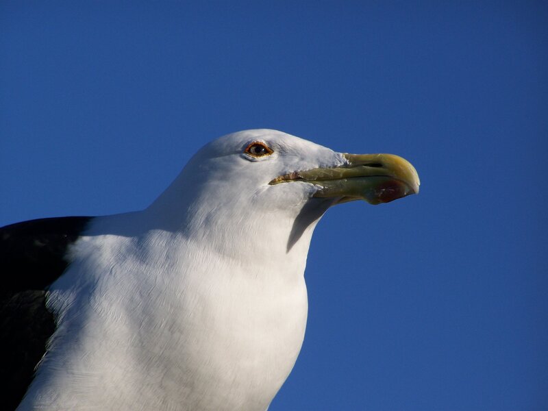Seagull Head — Blue