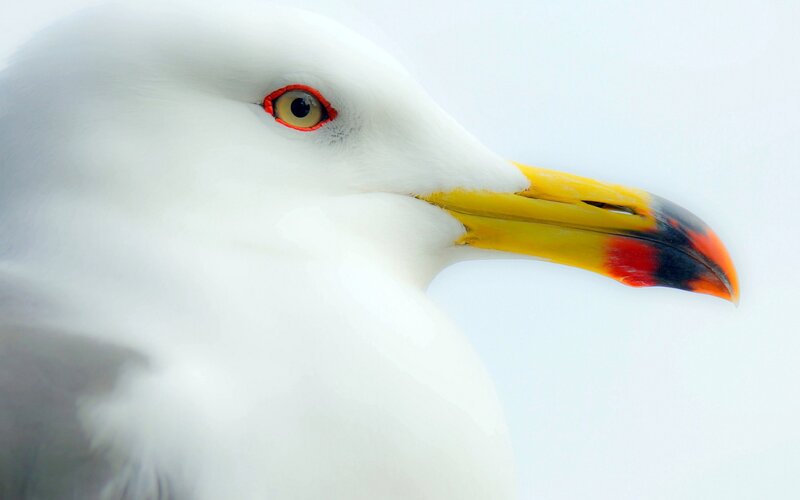 Seagull Head Close-up