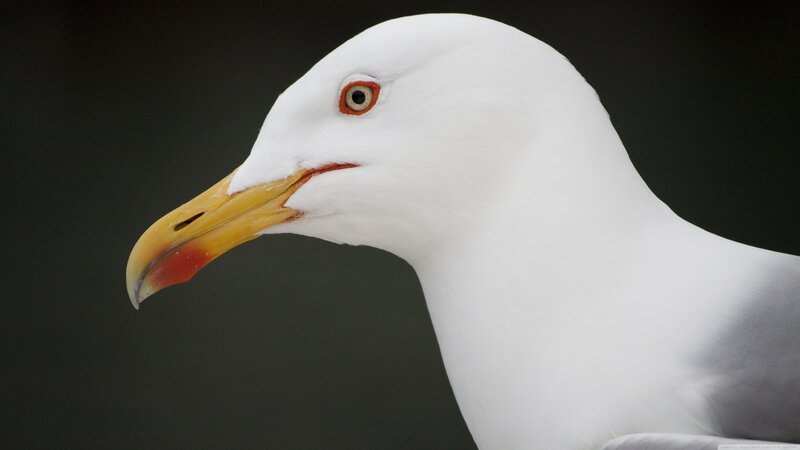 Seagull Head Profile