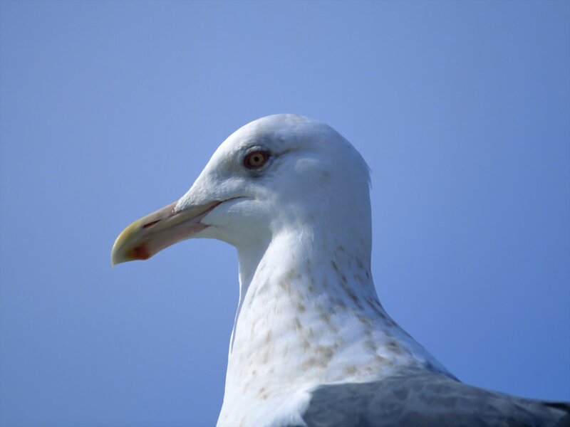 Seagull Head Profile — White, Calm